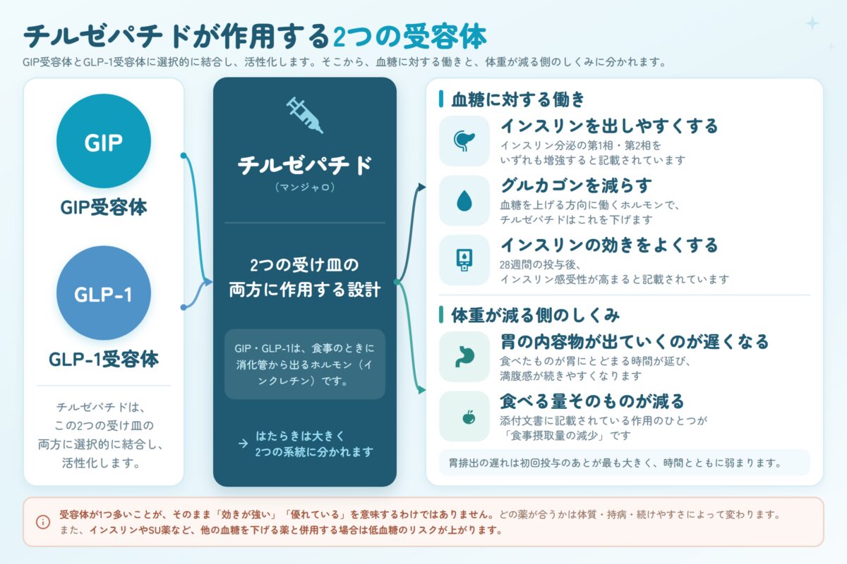 チルゼパチド(マンジャロ)はGIP受容体とGLP-1受容体の両方に選択的に結合して活性化する。血糖に対する働きとしてインスリンを出しやすくする、グルカゴンを減らす、インスリンの効きをよくする。体重が減る側のしくみとして胃の内容物が出ていくのが遅くなる、食べる量そのものが減る。受容体が1つ多いことが効きが強いことを意味するわけではない。